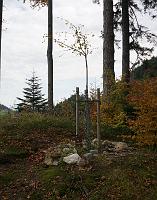  20. Oktober 2013 - die Ginkgoblätter sind braun geworden